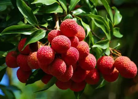 史上最全最实用的冰箱冷藏冷冻知识 收藏了